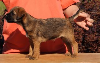 Dal-Bairn's Deerlee Knowe